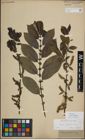 Foto von Salix myrsinifolia Salisb.